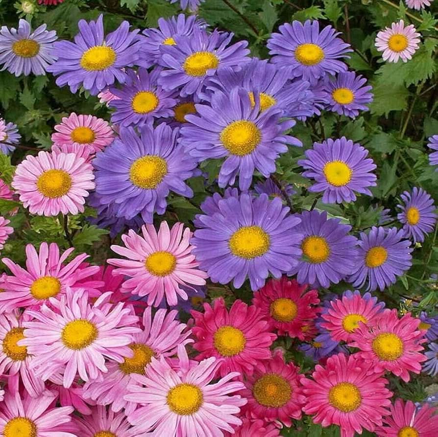 Aster Callistephus chinensis Flower Seeds for Planting in home garden and pots