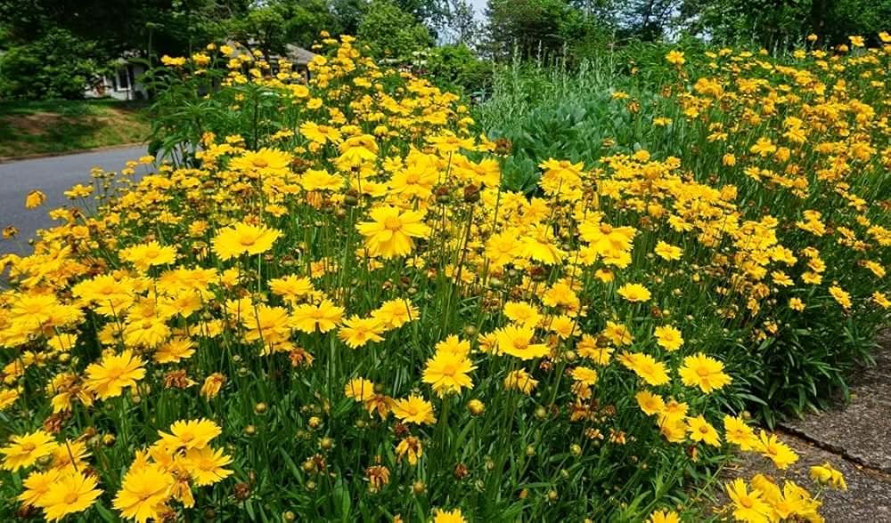 Coreopsis Leavenworth Tickseed Flower Seeds