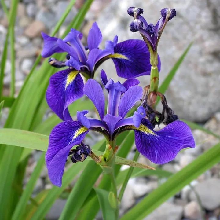 Flag Flower Seeds for Planting - NON GMO Seeds Dhara Seeds
