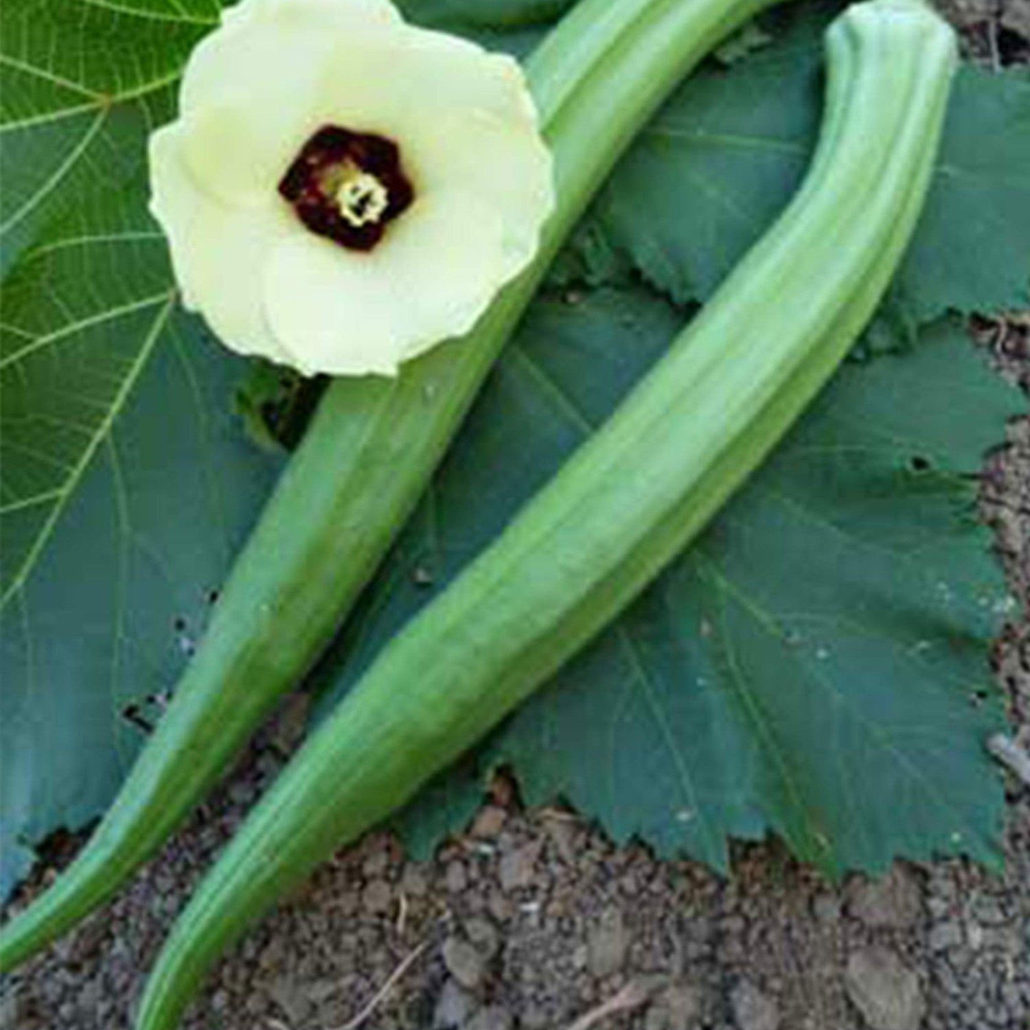 Perkins Long Pod Okra Abelmoschus esculentus Seeds for Planting home garden vegetable patch