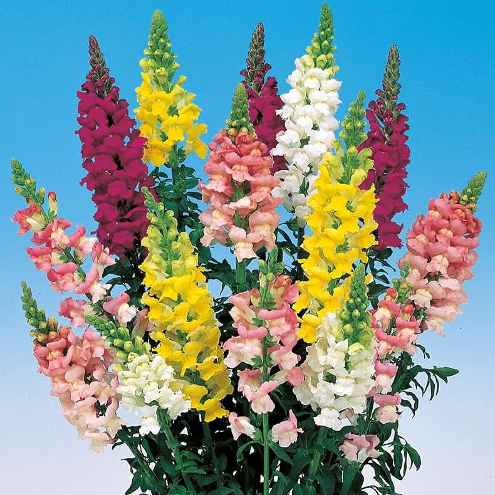 Snapdragon Antirrhinum Majus Flower Seeds for Planting in kitchen garden borders and indoor pots