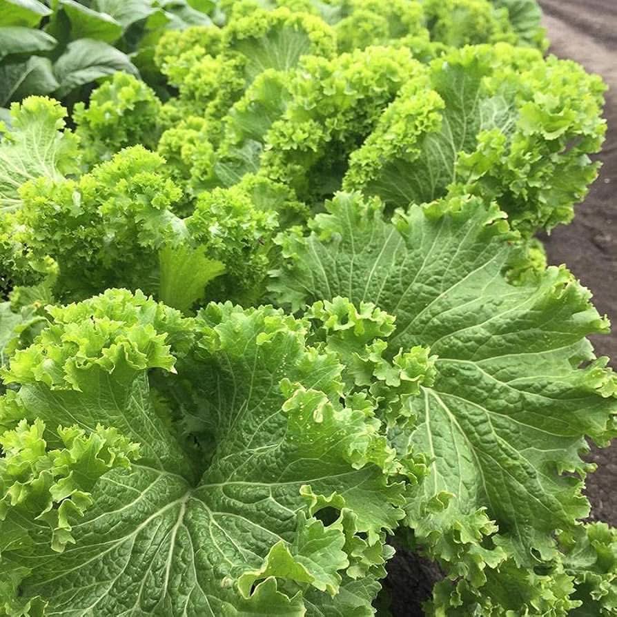 Southern Giant Curled Mustard Heirloom Plant Seeds