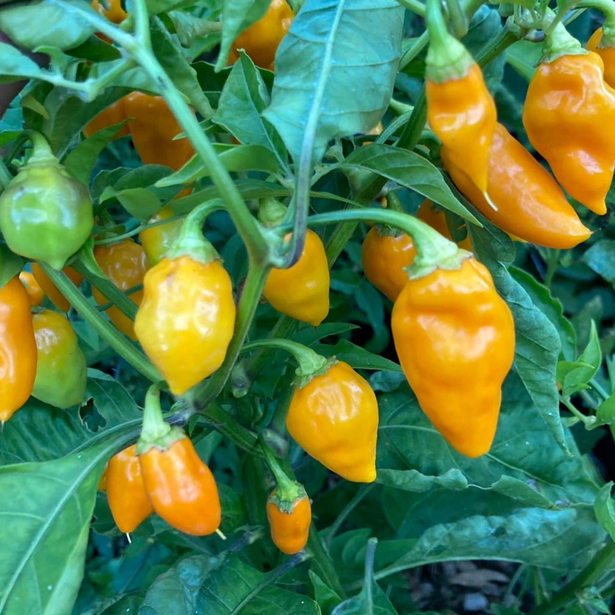 Datil Pepper Capsicum chinense Seeds for Planting