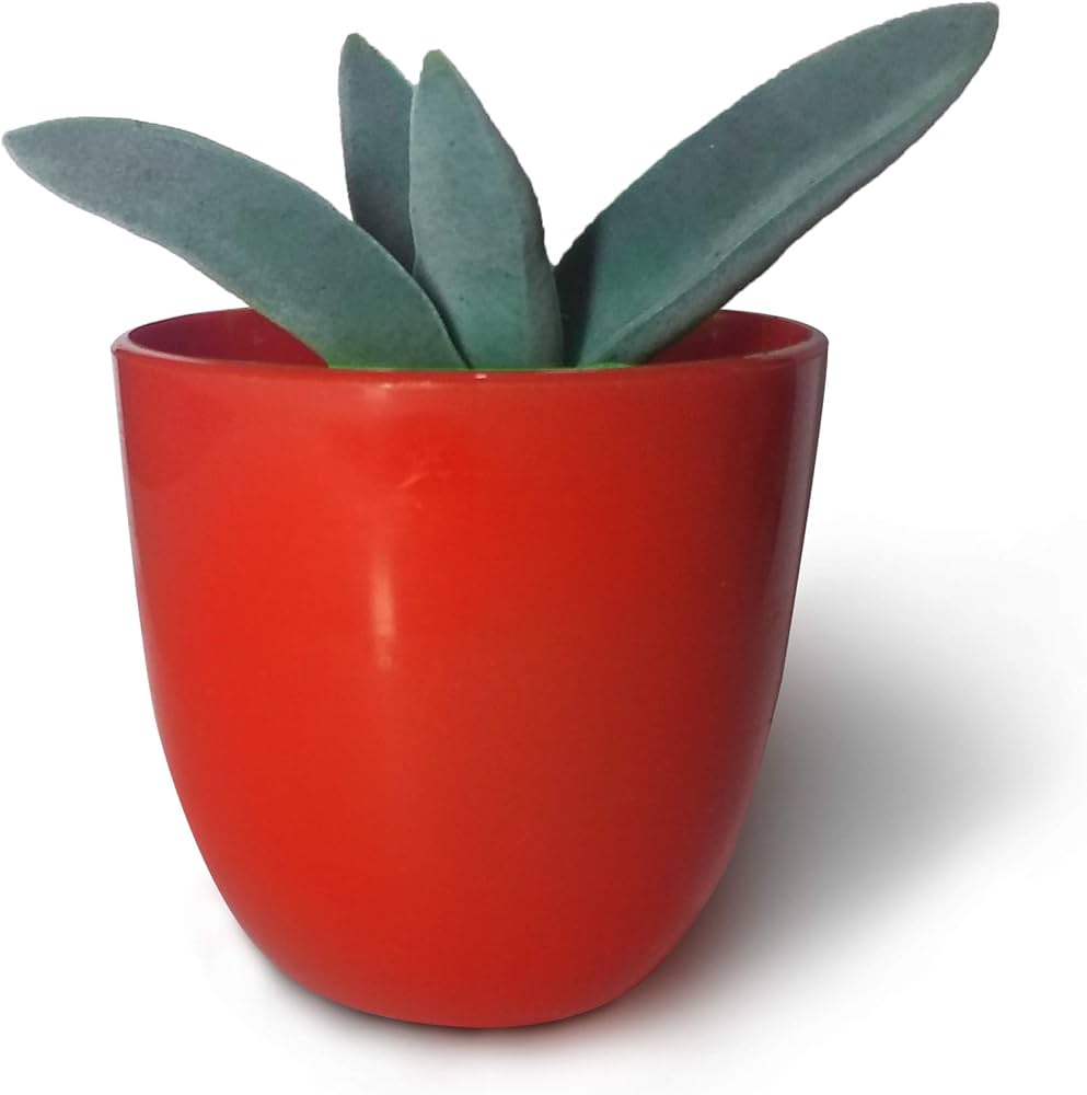 Propeller plant Crassula perfoliata var. minor succulent seeds for planting in indoor pots