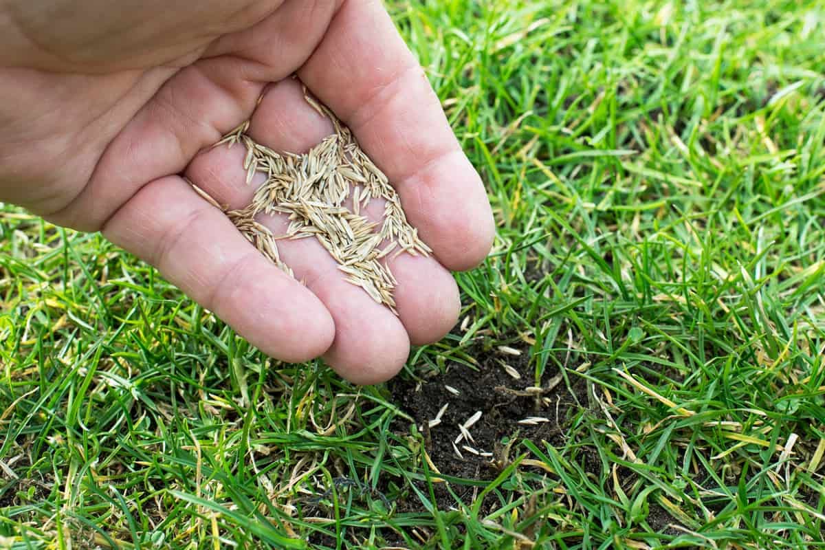 Cynodon dactylon Bermuda grass seeds for lawn