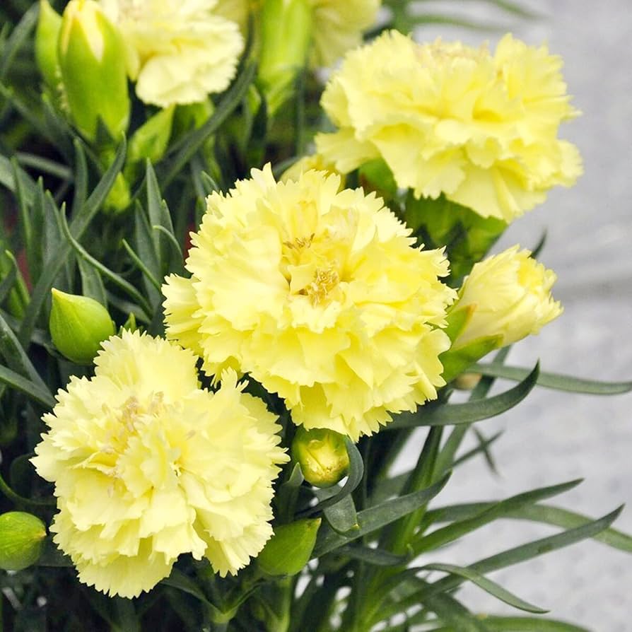 Carnation Dianthus Caryophyllus Rare Black Flower Seeds for Planting – 200 Bonsai Seeds for Unique Home Garden Displays