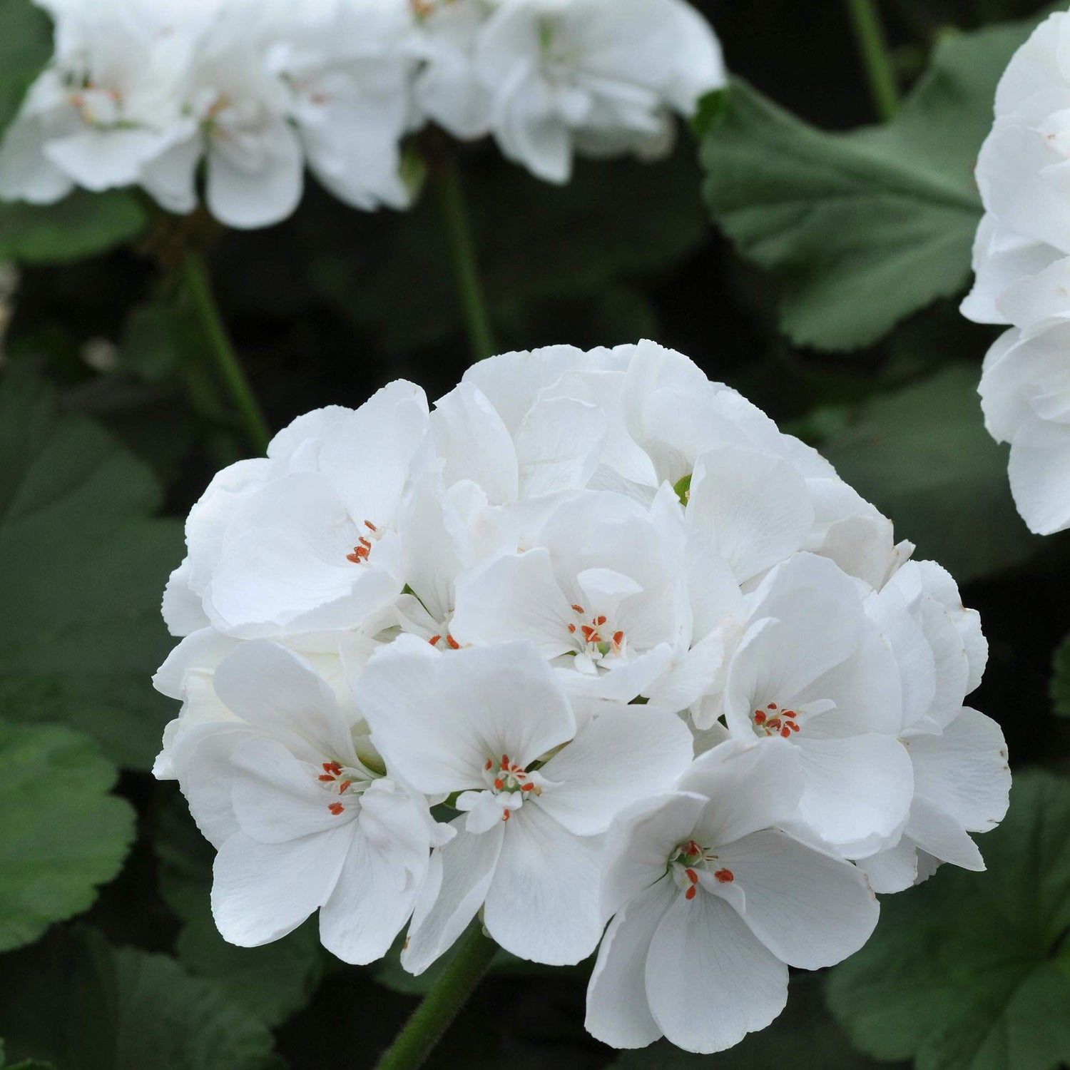 Saturn White Lightning Geranium Seeds for Planting Pelargonium Flower Bed