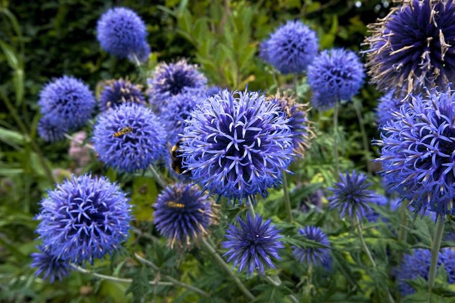Blue Globe Thistle Echinops bannaticus Seeds for Planting - Ideal for Flower Bed & Wildflower Garden