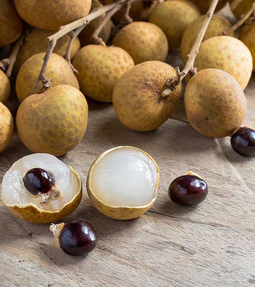 Longan Dimocarpus longan Fruit Seeds for Planting in Tropical Garden