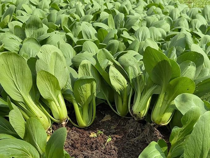 Extra Dwarf Bok Choy Pak Choi Seeds for Planting for Vegetable Patch