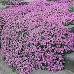 Purple Aubrieta Cascade Plant Seeds for Planting - NON GMO Seeds Dhara Seeds