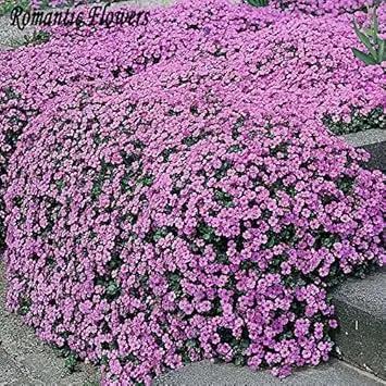 Purple Aubrieta Cascade Plant Seeds for Planting - NON GMO Seeds Dhara Seeds