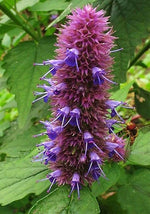 Lophantus Seeds for planting in flower bed
