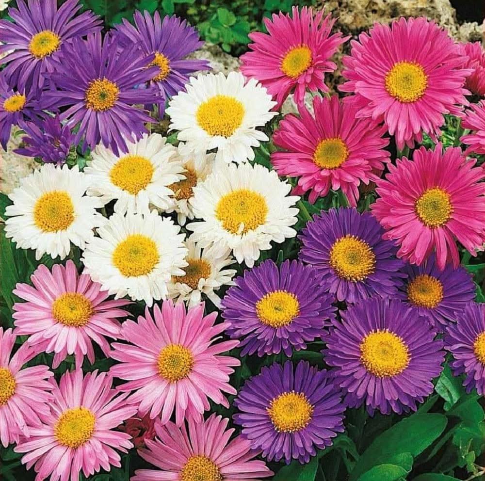 Aster Callistephus chinensis Flower Seeds for Planting in home garden and pots