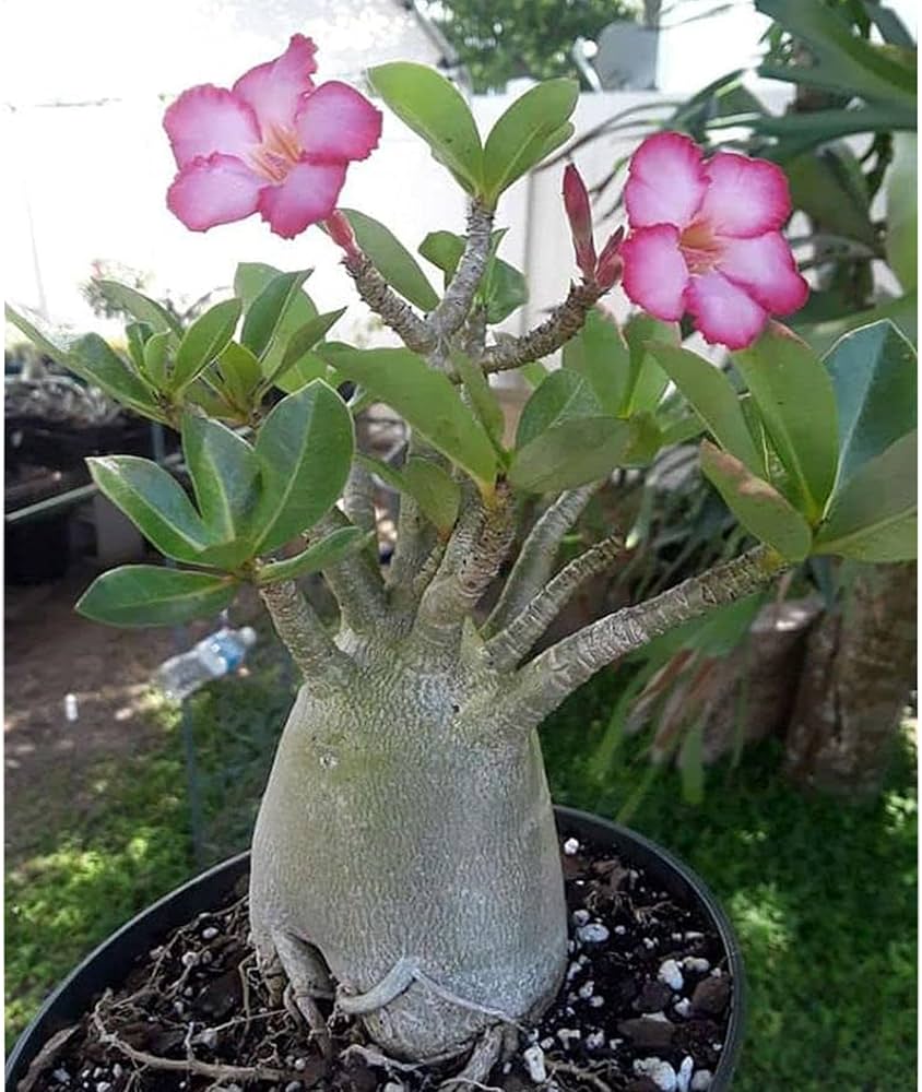 Adenium Obsum Desert Rose Nang_ngam seeds