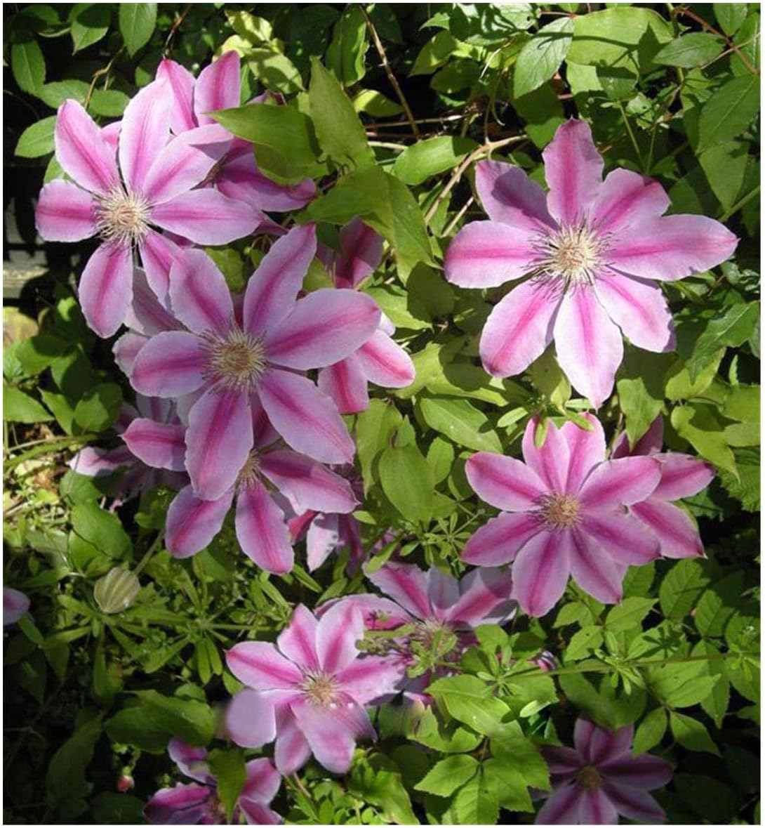 Heirloom Non-GMO Pink Clematis Hybrid Flower Seeds for Garden Planting – Vibrant Climbing Blooms seeds for planting in home garden