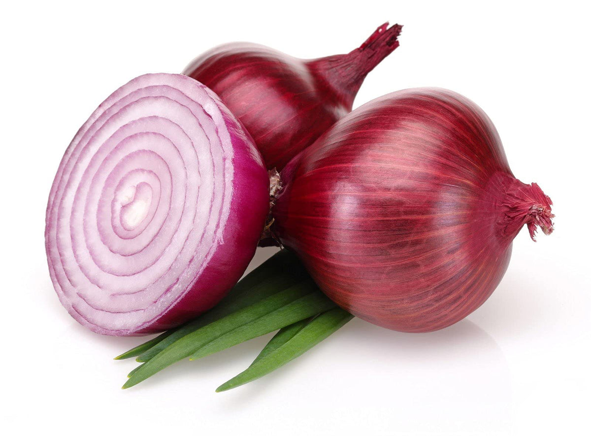Giant Onion Allium giganteum for planting in vegetable patch