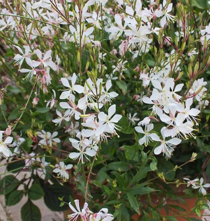 Gaura Whirling Butterflies Seeds