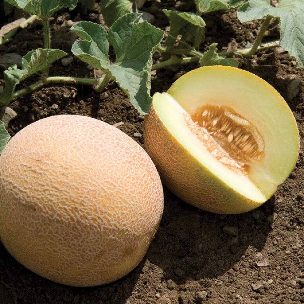 Heirloom Non-GMO Rare Collective Farm Woman Melon Seeds - Seeds for Unique Melon Varieties