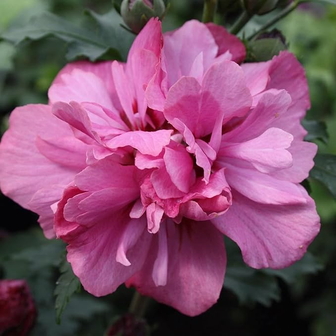 Double Rosa Hibiscus Syriacus Fiore Bush Seeds ( )