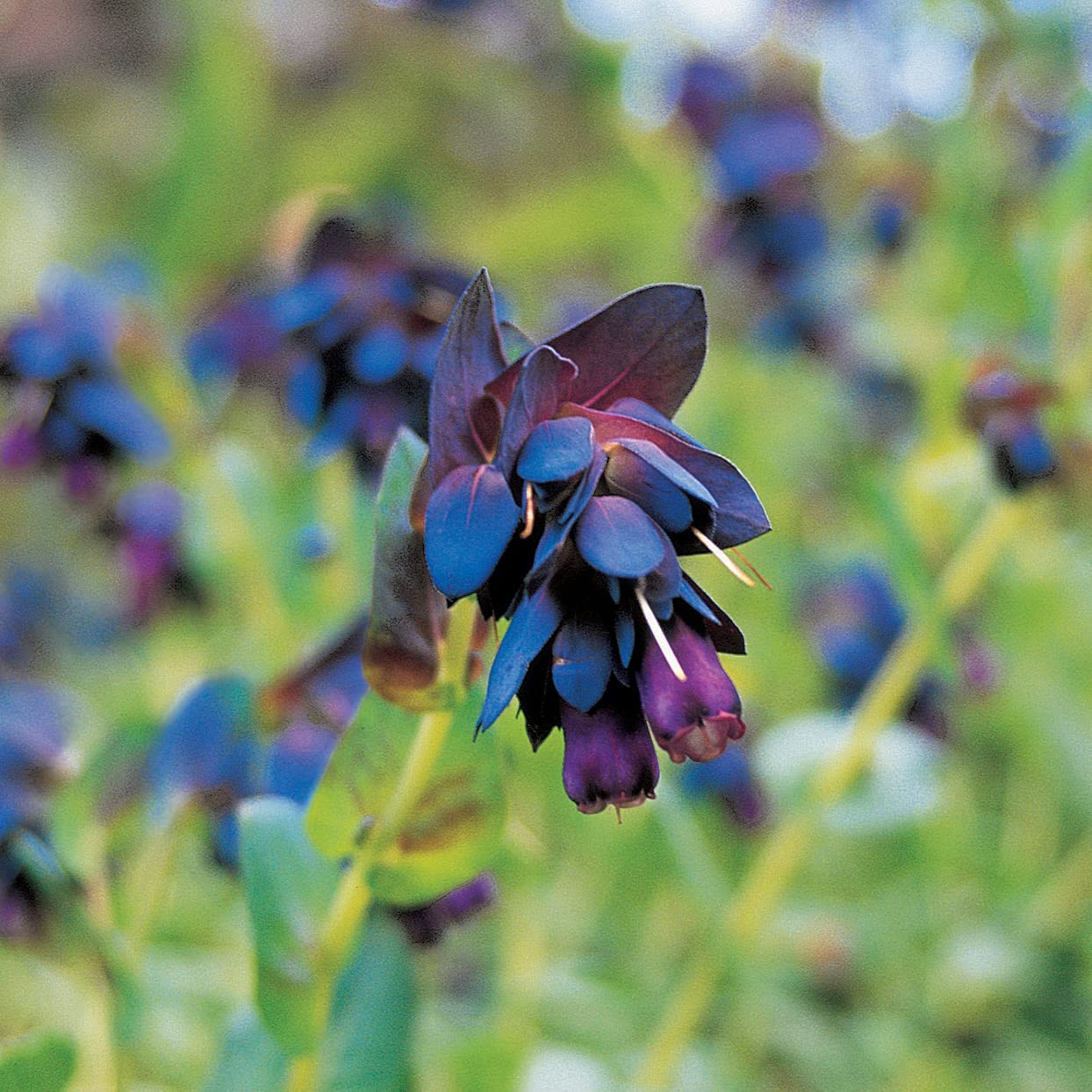 Blue Shrimp Plant seeds – Cerinthe Pride of Gibraltar flowering variety