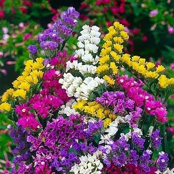 Organic Limonium Sinuatum Flower Seeds for Planting – Heirloom, Non-GMO