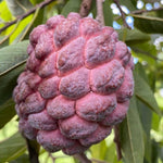Sugar Apple Annona squamosa for tropical garden planting