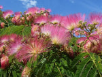Albizia flower – Albizia julibrissin – for planting in garden