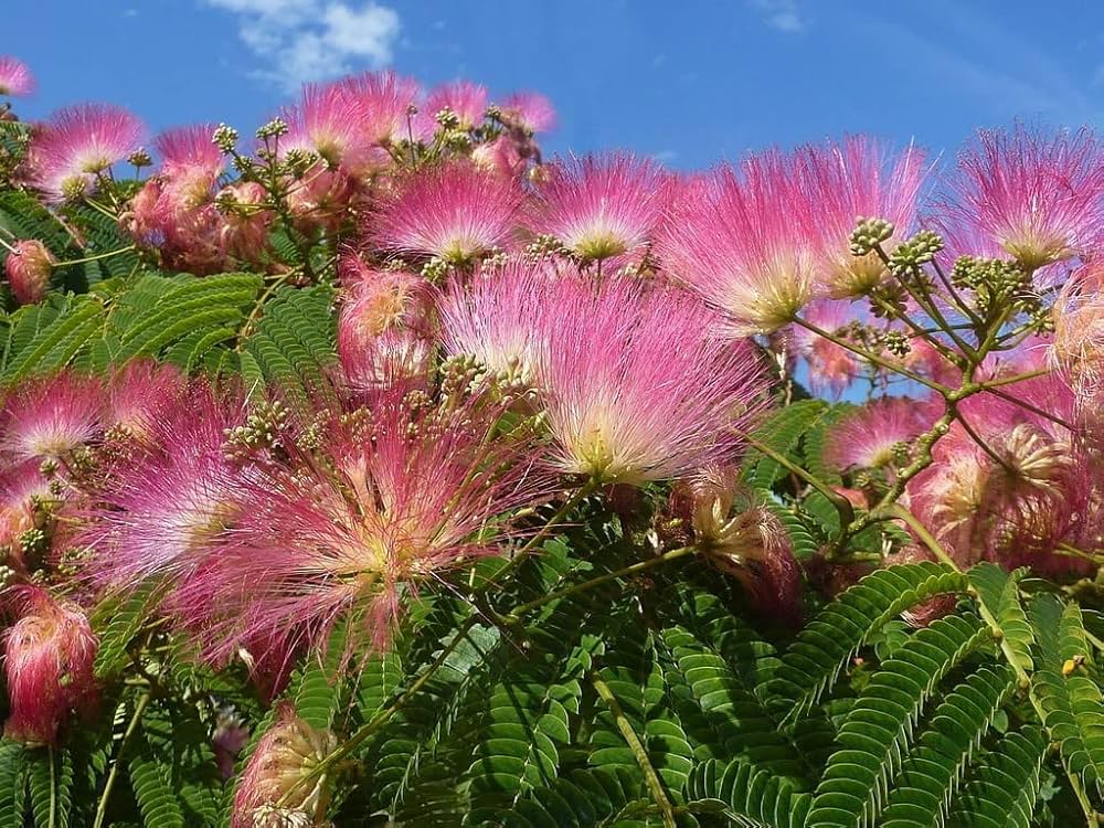 Albizia flower – Albizia julibrissin – for planting in garden
