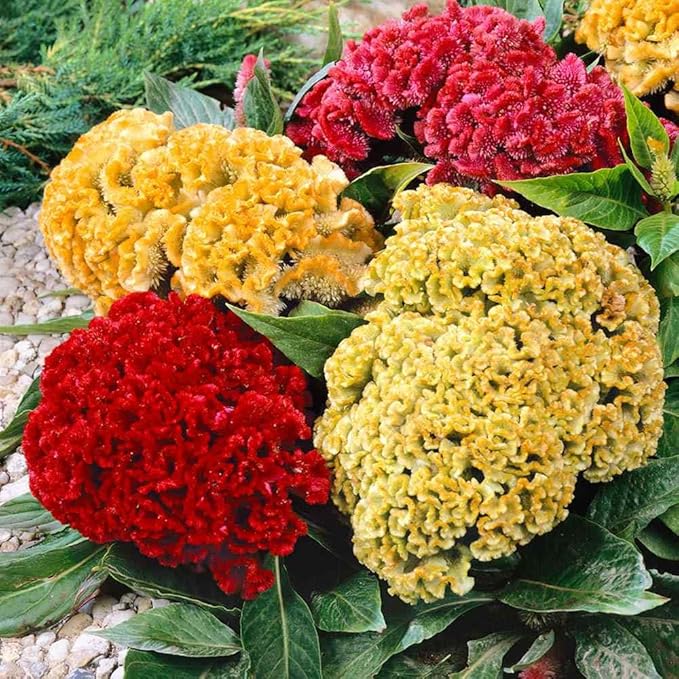Cockscomb Celosia argentea Flower Seeds for Planting in Flower Bed & Garden