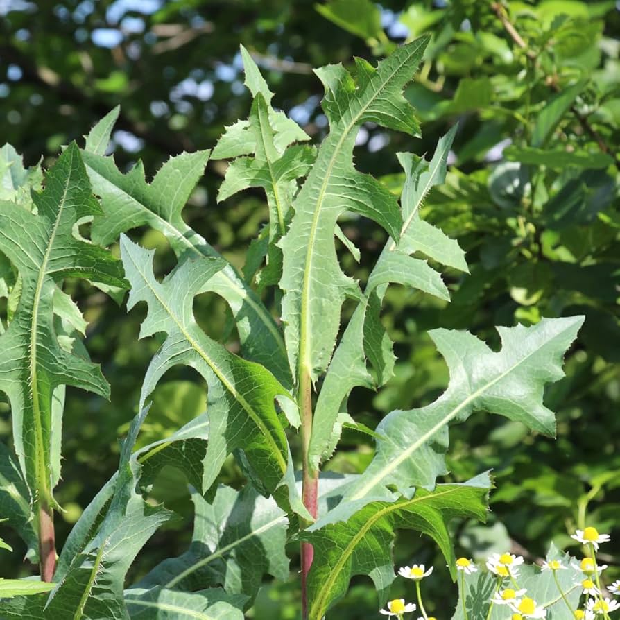Wild Lettuce Plant Seeds for Planting,- NON GMO Seeds