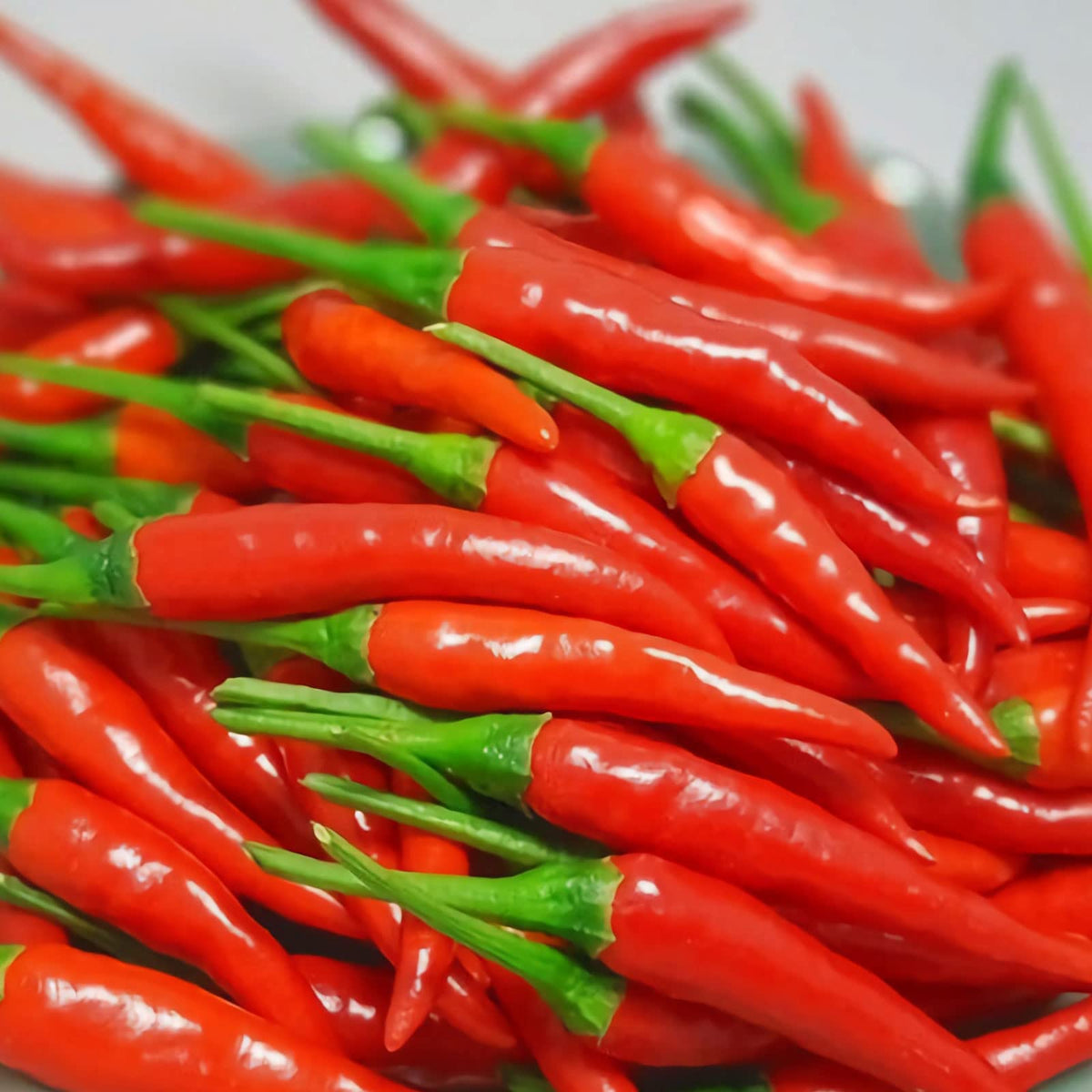 Hawaiian Chili Pepper Capsicum frutescens Seeds for Planting