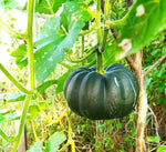 Kabocha Pumpkin Cucurbita maxima seeds for garden planting
