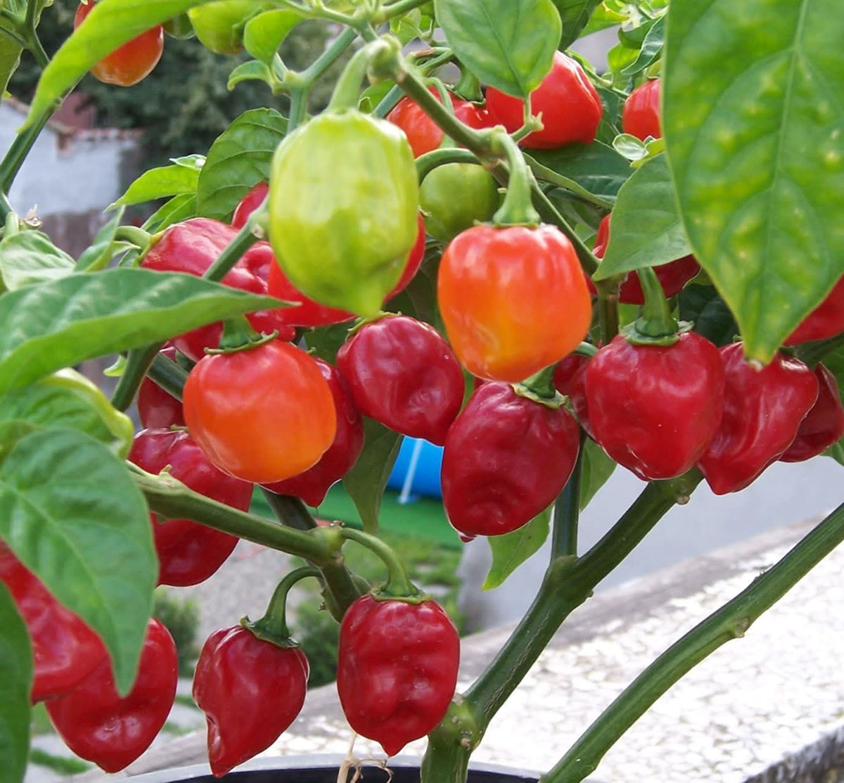 Red Habanero pepper plant from seeds with intensely hot, shiny red peppers