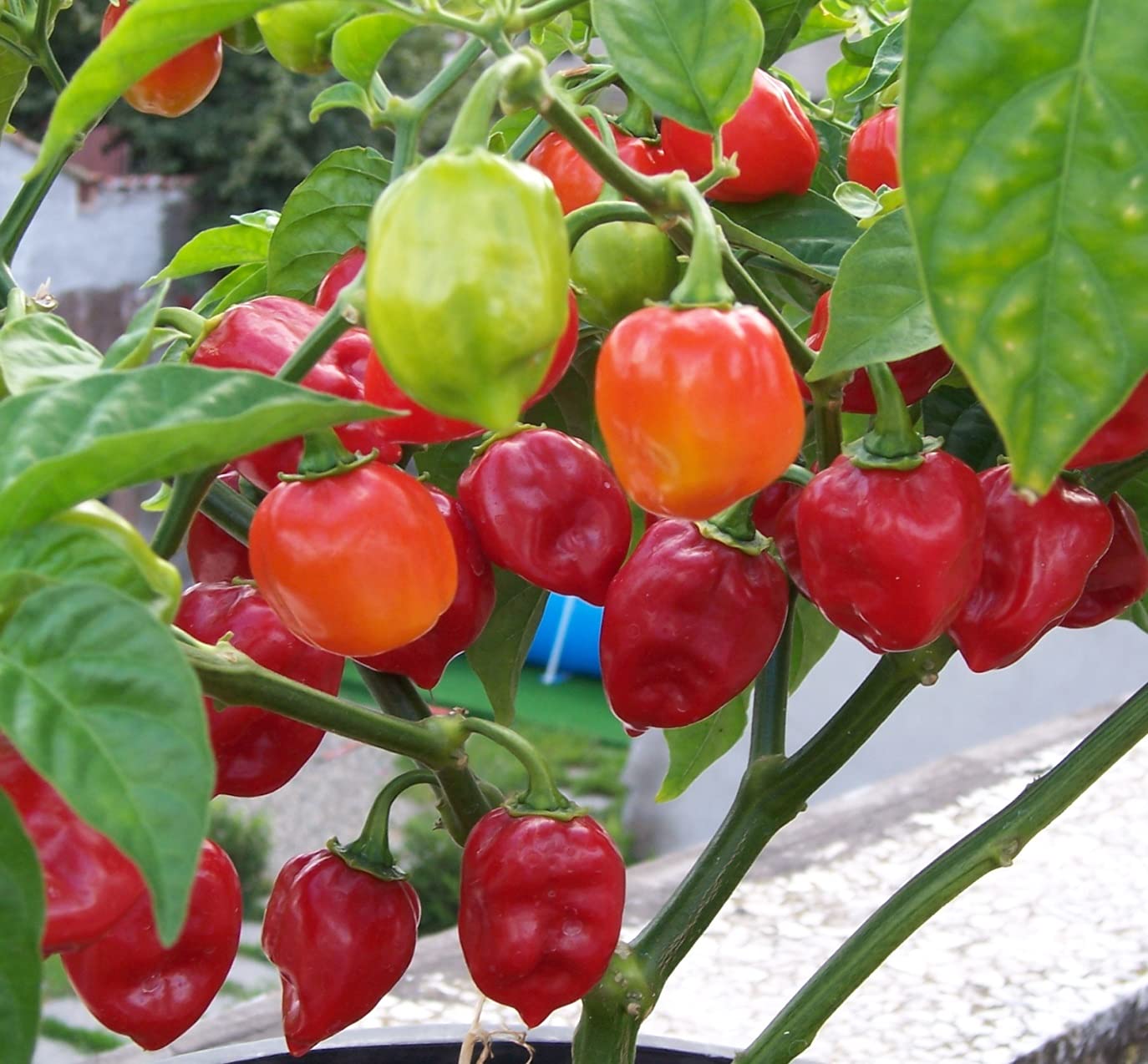 Pepper Capsicum Chinense Organic Heirloom Habanero Vegetable Seeds for Planting – Ideal for Spicy Kitchen Garden