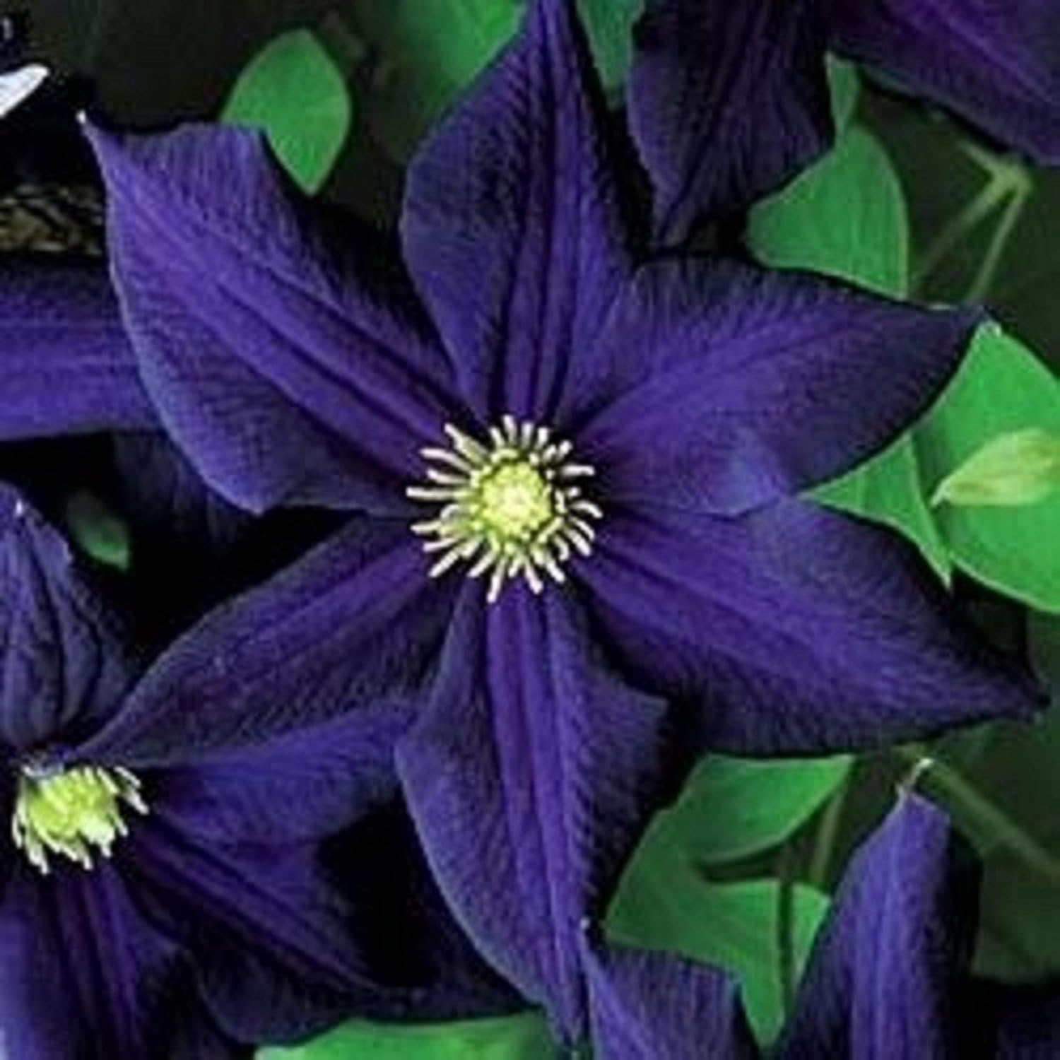 Dark Purple Clematis Climbing Vine Seeds