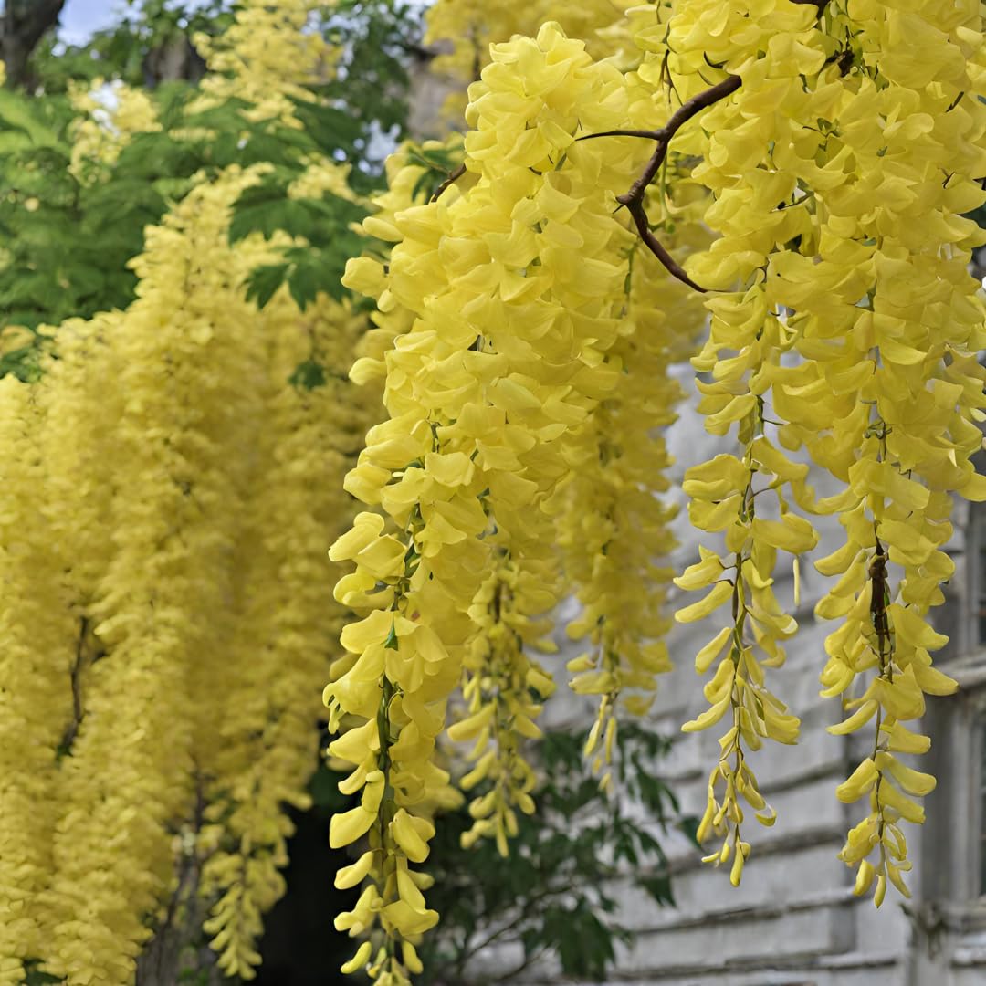 Light Yellow Crape Myrtle Tree Seeds for Planting - 100 seeds for planting in home garden
