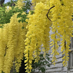 Light Yellow Crape Myrtle Tree Seeds for Planting - 100 seeds for planting in home garden