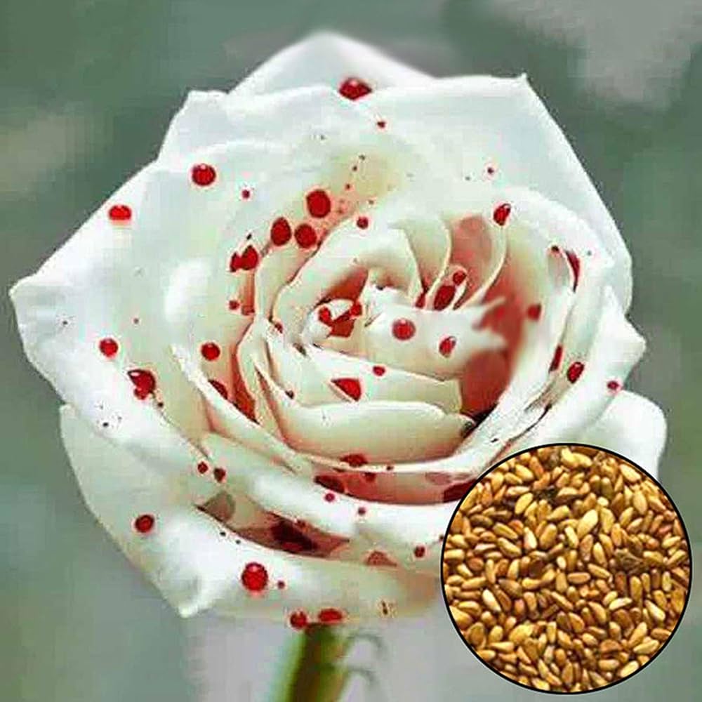 Rose Rosa Hybrida White Drop of Blood Flower Seeds for Planting
