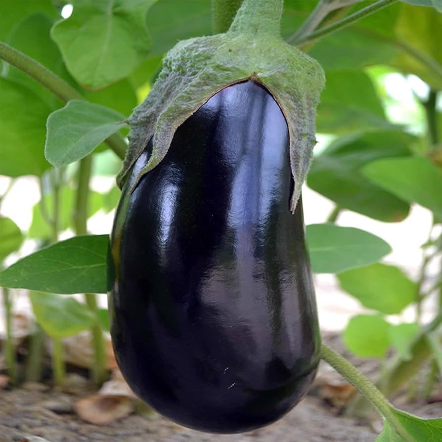 Amadeo Eggplant Seeds | Tender, Thornless High-Yield Eggplants – Heirloom, Non-GMO, High Germination Organic Garden Seeds