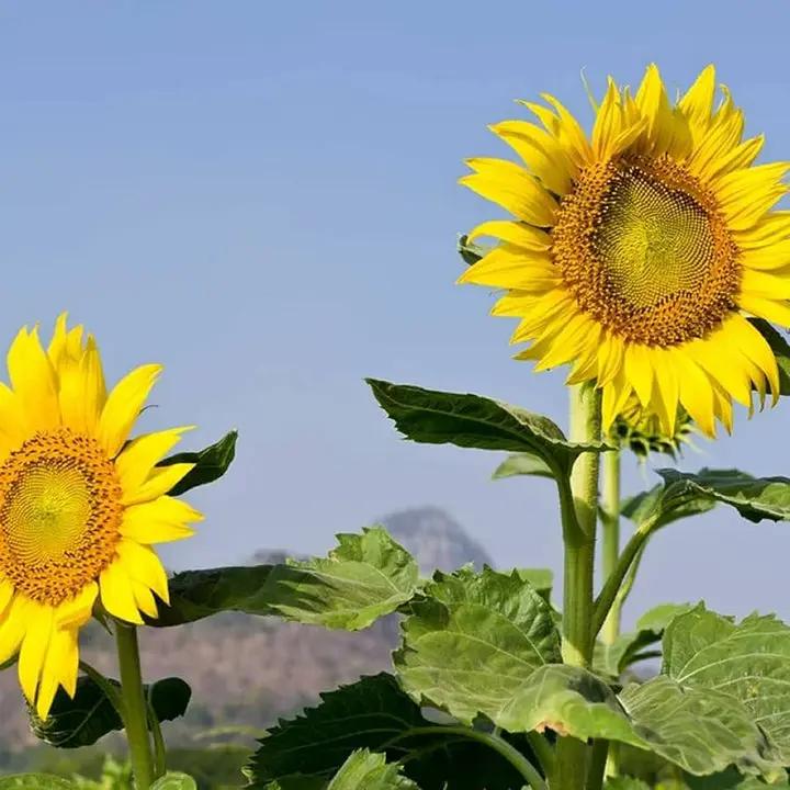 Sunzilla Sunflower Seeds – Heirloom, Non-GMO Giant Sunflower Seeds for Planting Gardens Dhara Seeds