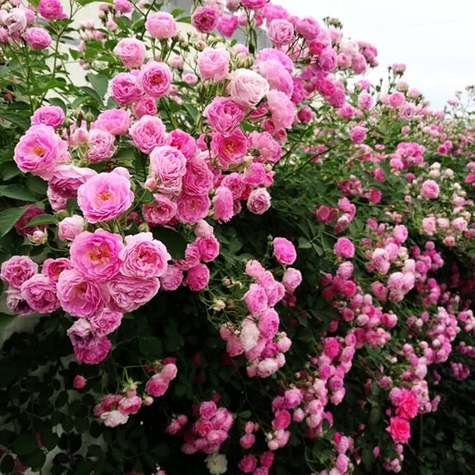 Climbing Rose Seeds for Elegant Climbing Rose Vines