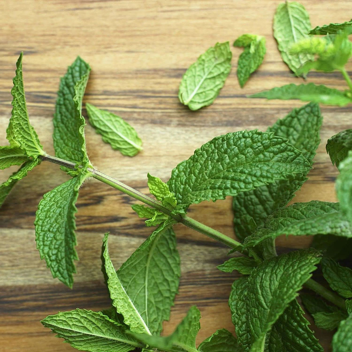 Army Green Mint Seeds Scientific Name Placeholder for planting in home garden