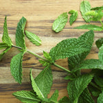 Army Green Mint Seeds Scientific Name Placeholder for planting in home garden