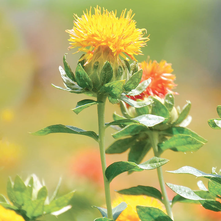 Mixed Carthamus Flower Seeds for Planting - 100