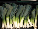 Heirloom American Flag leek Allium ampeloprasum seeds