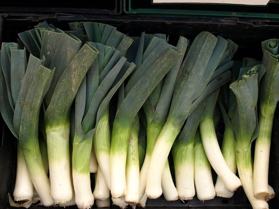 Heirloom American Flag leek Allium ampeloprasum seeds