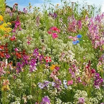 Heirloom Non-GMO Lavender Flower Seeds Mixed Colors for Garden Planting – Aromatic Floral Blend Dhara Seeds