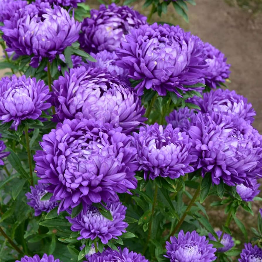 Chinese Aster Callistephus chinensis Seeds for Planting flower bed urban garden