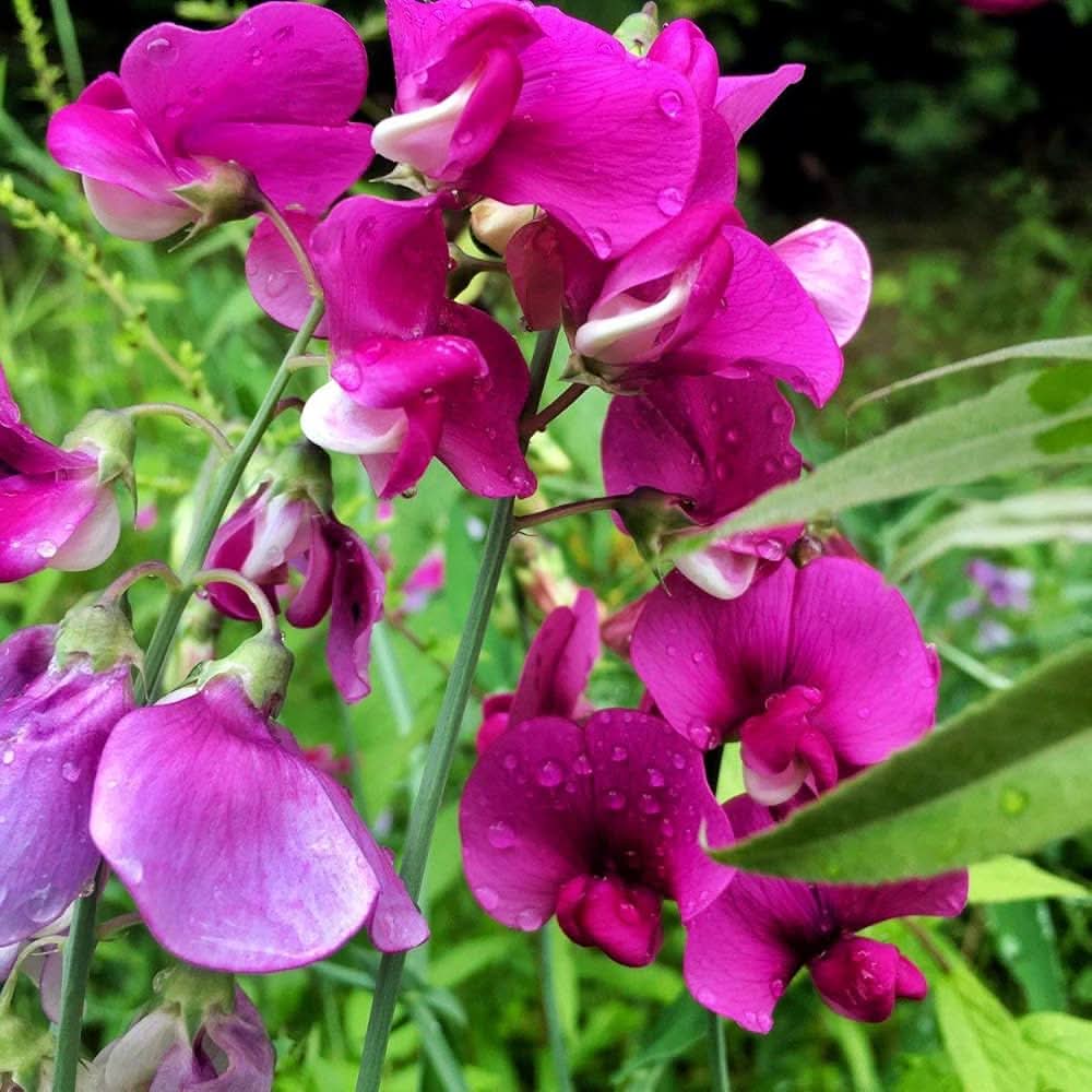 Sweet Pea Flower Seeds for Planting, 100 - Pea for planting in home garden